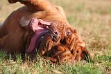 DOGUE DE BORDEAUX 414